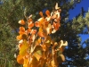 Aspen Cluster
