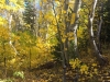 Aspen Floor