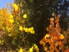 Aspen Colors