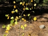 Aspen Sapling