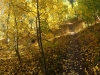 Trail though the Aspens