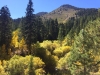 Aspens and Cottonwoods