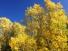 Aspens on the Blue Sky