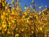 Backlit Aspen Leaves