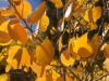 Aspen Leaves Close Up