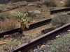 Cholla Rails
