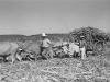 Oxen hauling a cartload of sugar cane