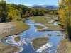 Deer in the Riverbed