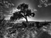 loneCottonwood