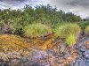 Golden Pools