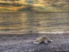 Hawaiian Green Sea Turtle