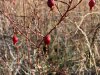 Berries