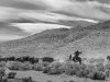 Cattle Drive