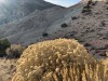 backlitBrush