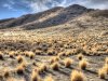 backlitGrasses_b