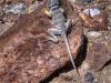 collaredLizard