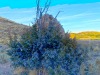 juniperSunset