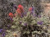 redBlueFlowers