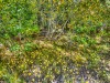 aspenLeaves