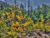aspens