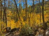 aspens2
