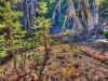 backlitPines