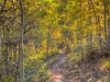 trailAspens
