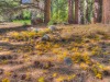 yellowLeaves