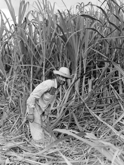 Sugar Cane Worker, 1942